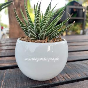 ceramic pot, 3inches white