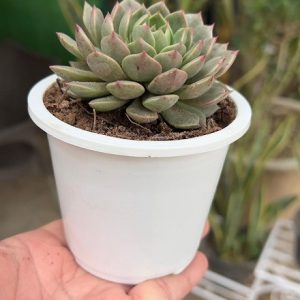 bundle pack of plastic black pots 4inch (copy)