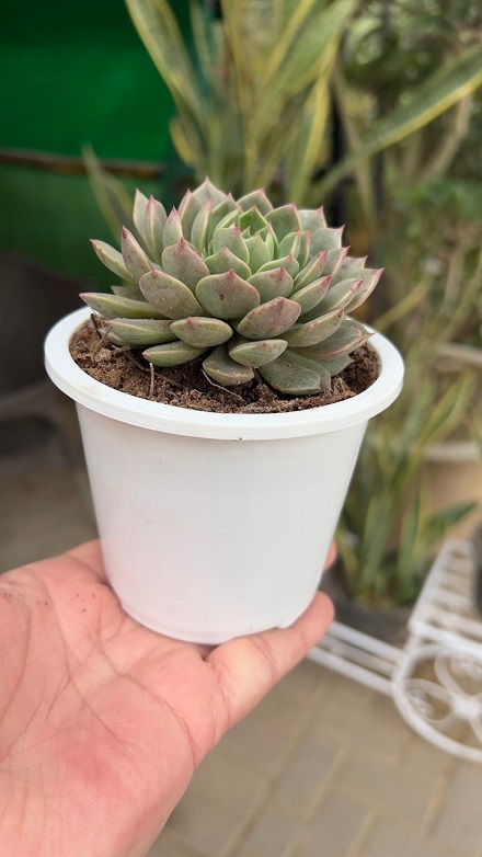 bundle pack of plastic black pots 4inch (copy) bundle pack of plastic black pots 4inch (copy)