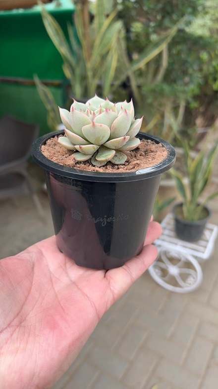bundle pack of plastic black pots 4inch bundle pack of plastic black pots 4inch