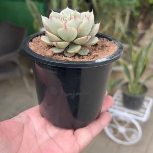 bundle pack of plastic black pots 5inch (copy)