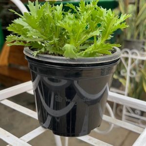 plastic pots for plants, bundle pack
