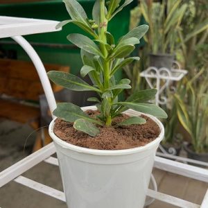 bundle pack of plastic white pots 4inch