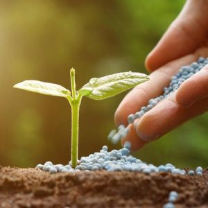 Plants Care