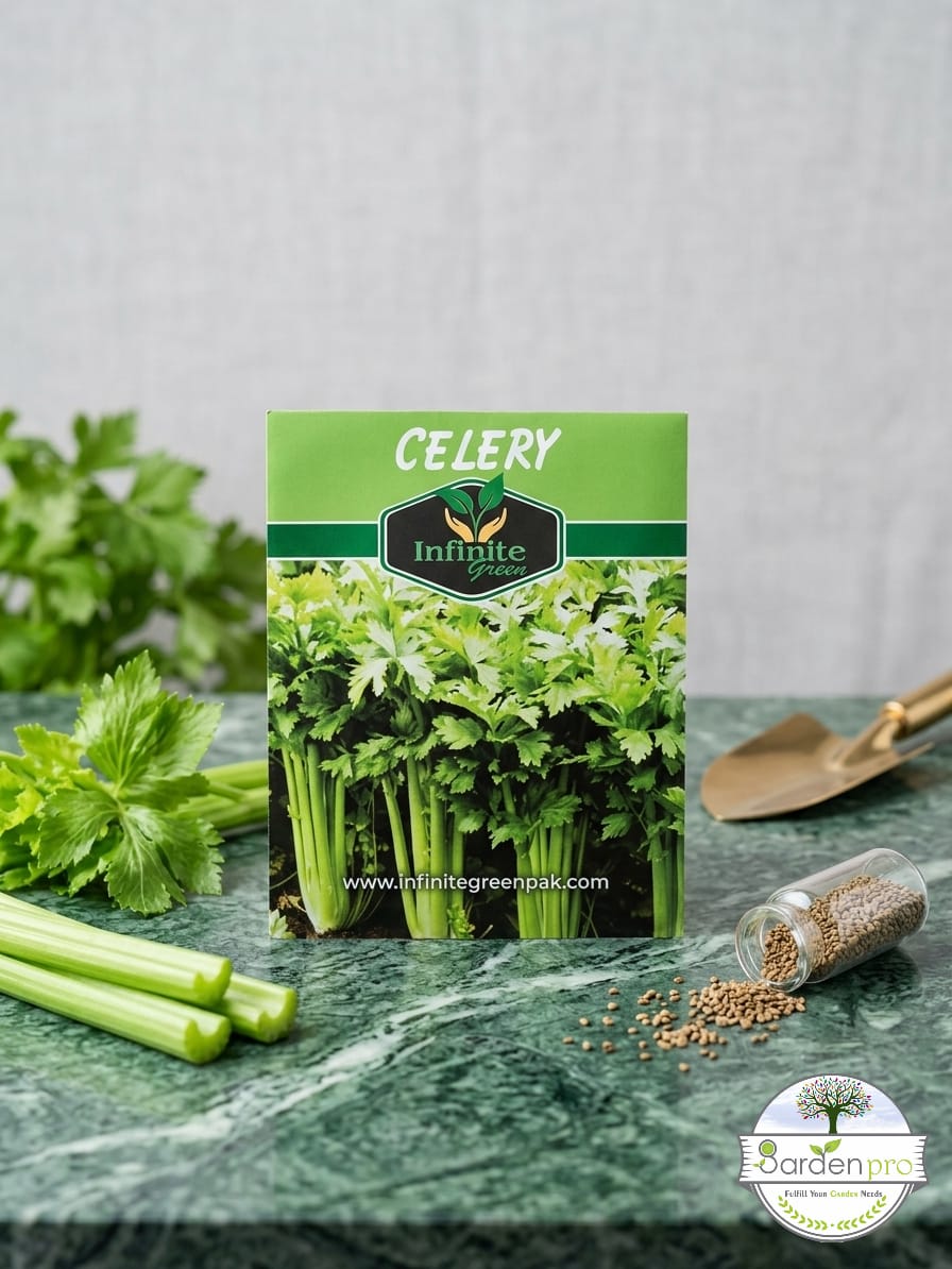 celery celery