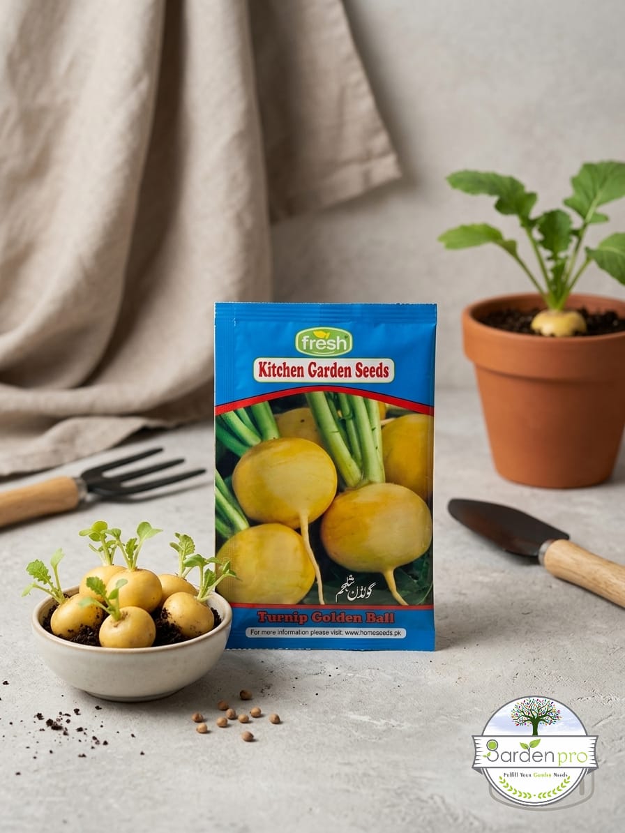 op yellow turnip op yellow turnip